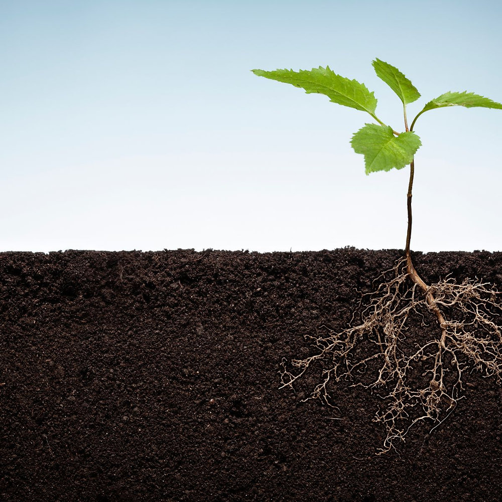The Rooted Conversations How Plants Secretly Communicate Below Ground