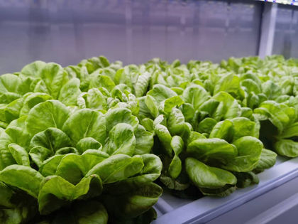 VertiSeed Farms Unveils New 40-Foot Grow Container