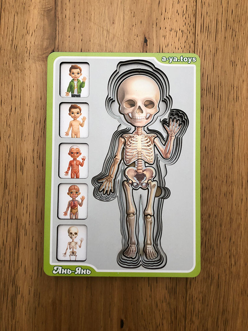 תמונה ממוזערת: פאזל אנטומיה - 5 שכבות