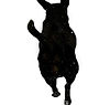 DWH tiny dogs 02.jpg