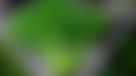 Friss , Zamatos Kapor