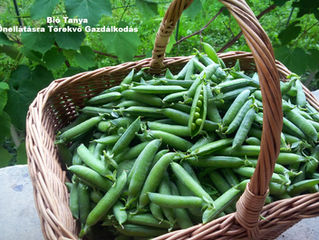 Zöldborsó Szüret