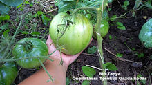 Giant Paradicsom