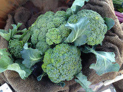 Brokkoli