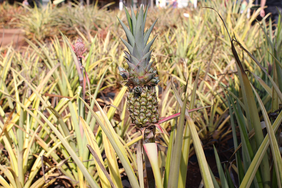 Dole Plantation (54).JPG