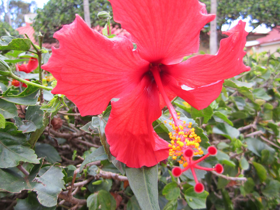Dole Plantation2 (4).JPG