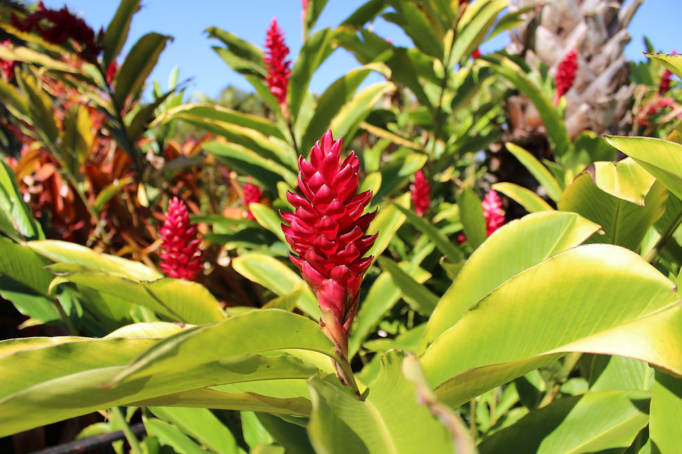 Dole Plantation (95).JPG