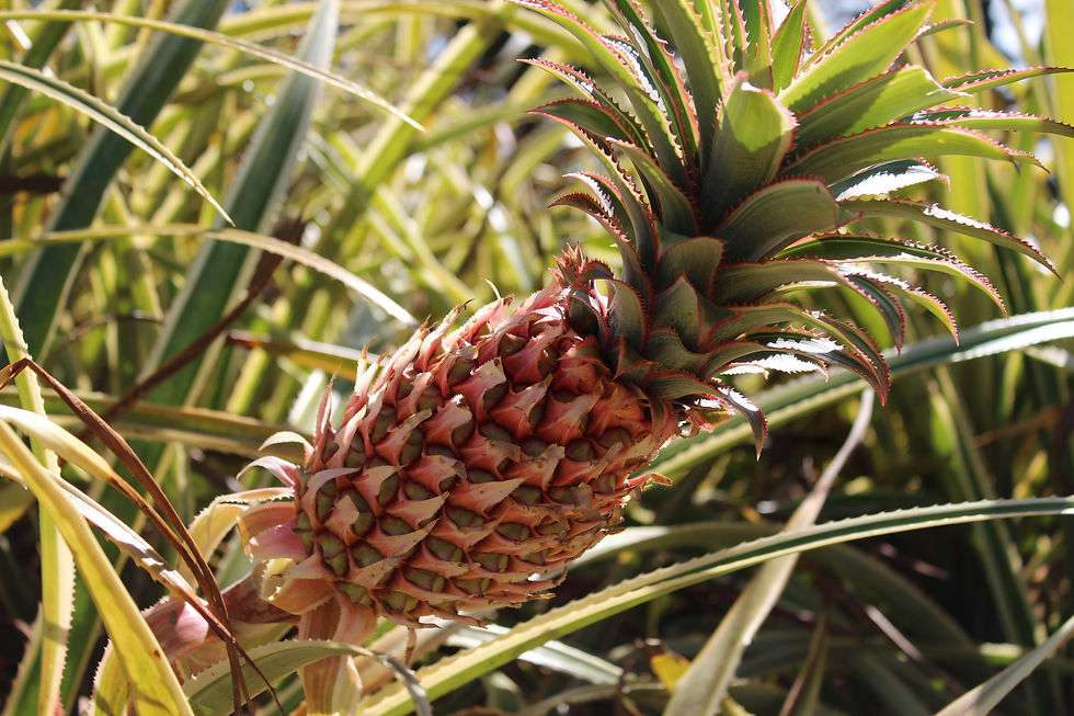 Dole Plantation (48).JPG