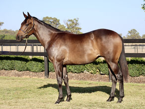 Emirates Park Secures Three Promising Fillies at Inglis Premier Yearling Sale