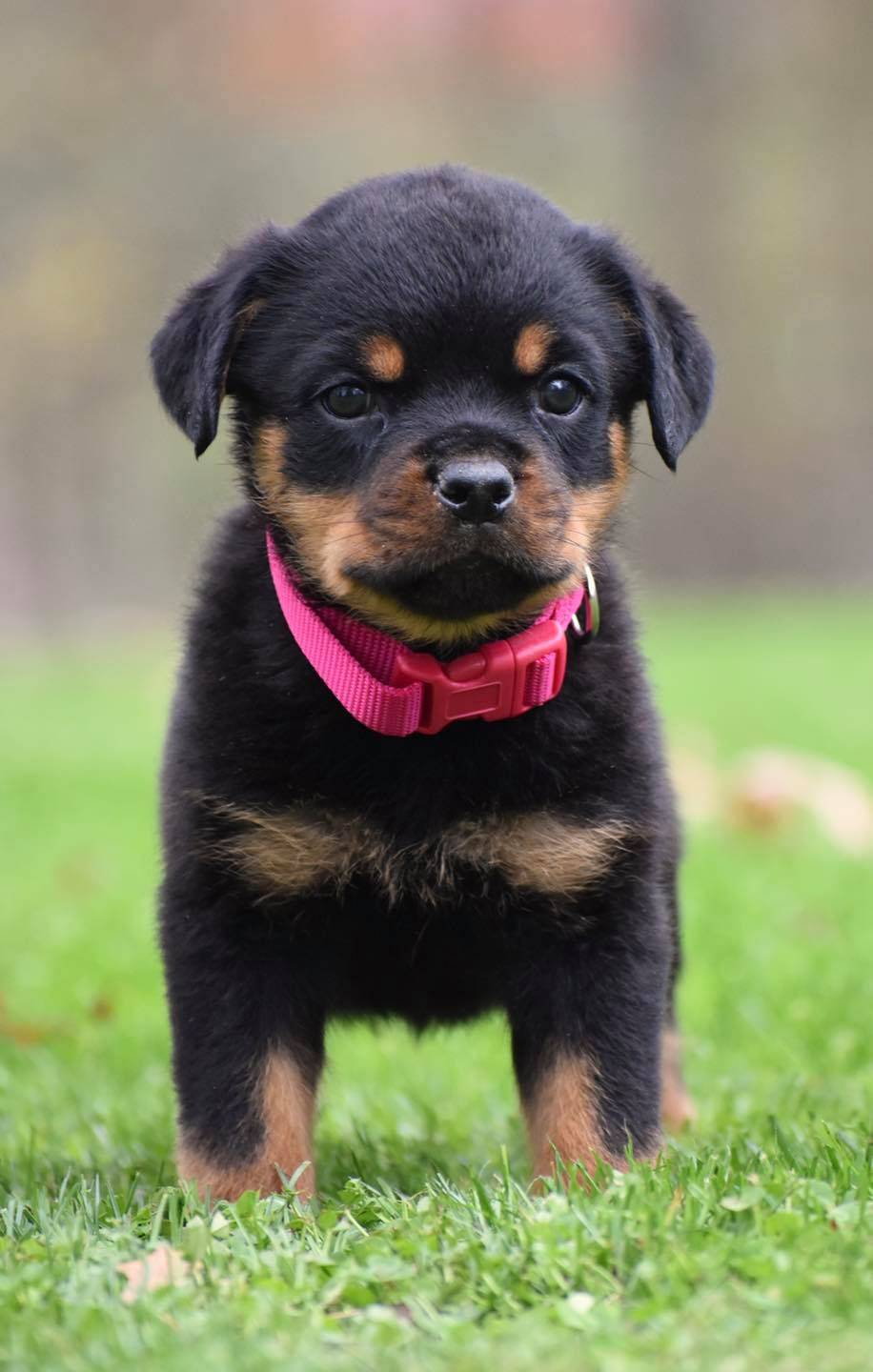 pink female