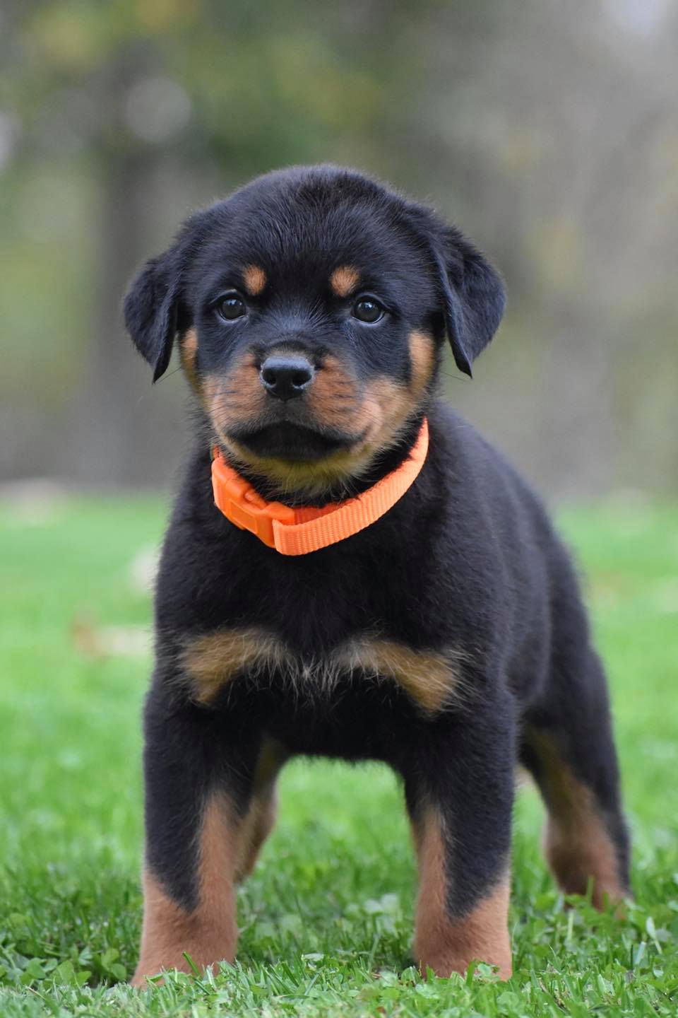 Orange male
