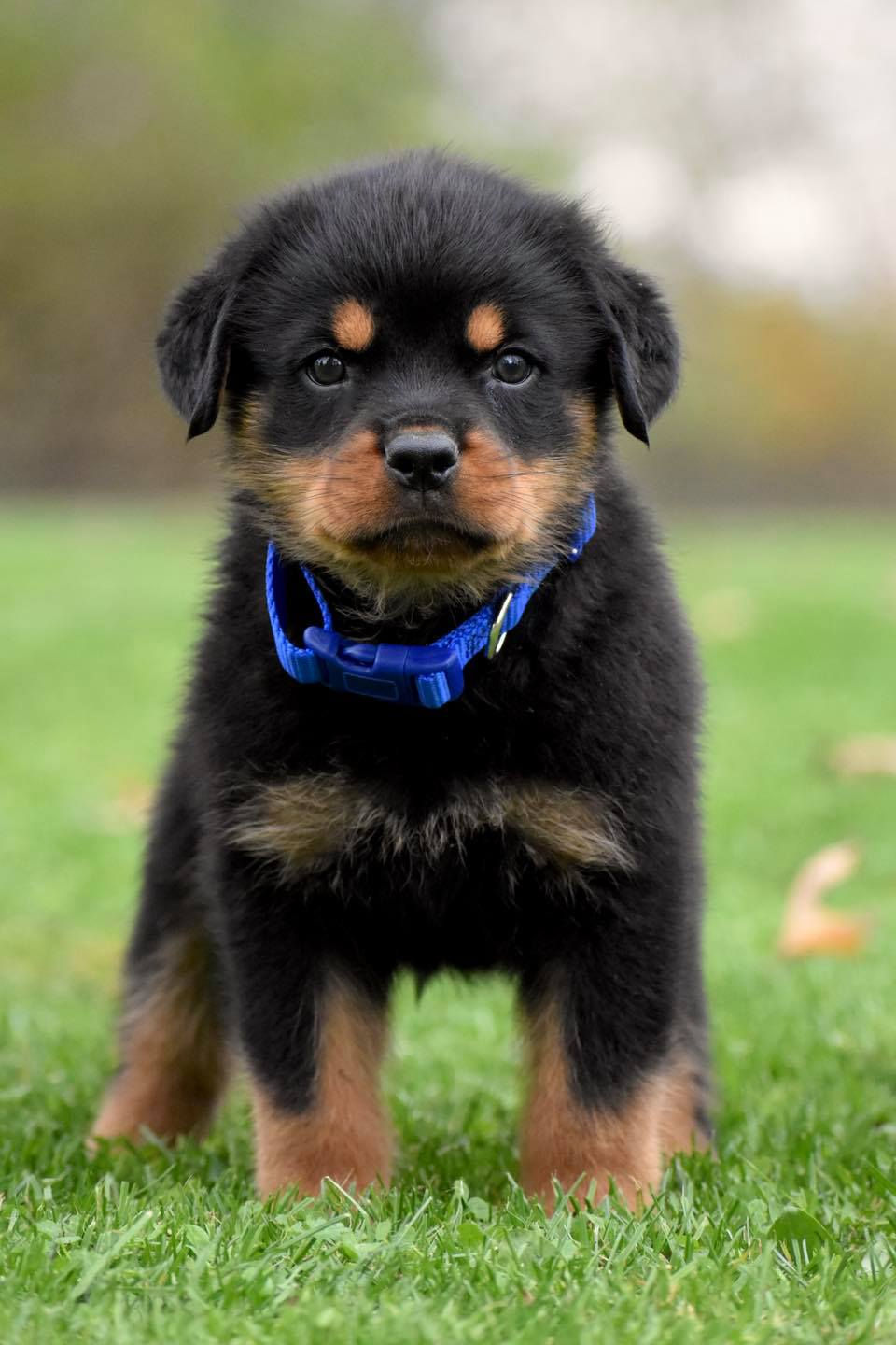 blue male