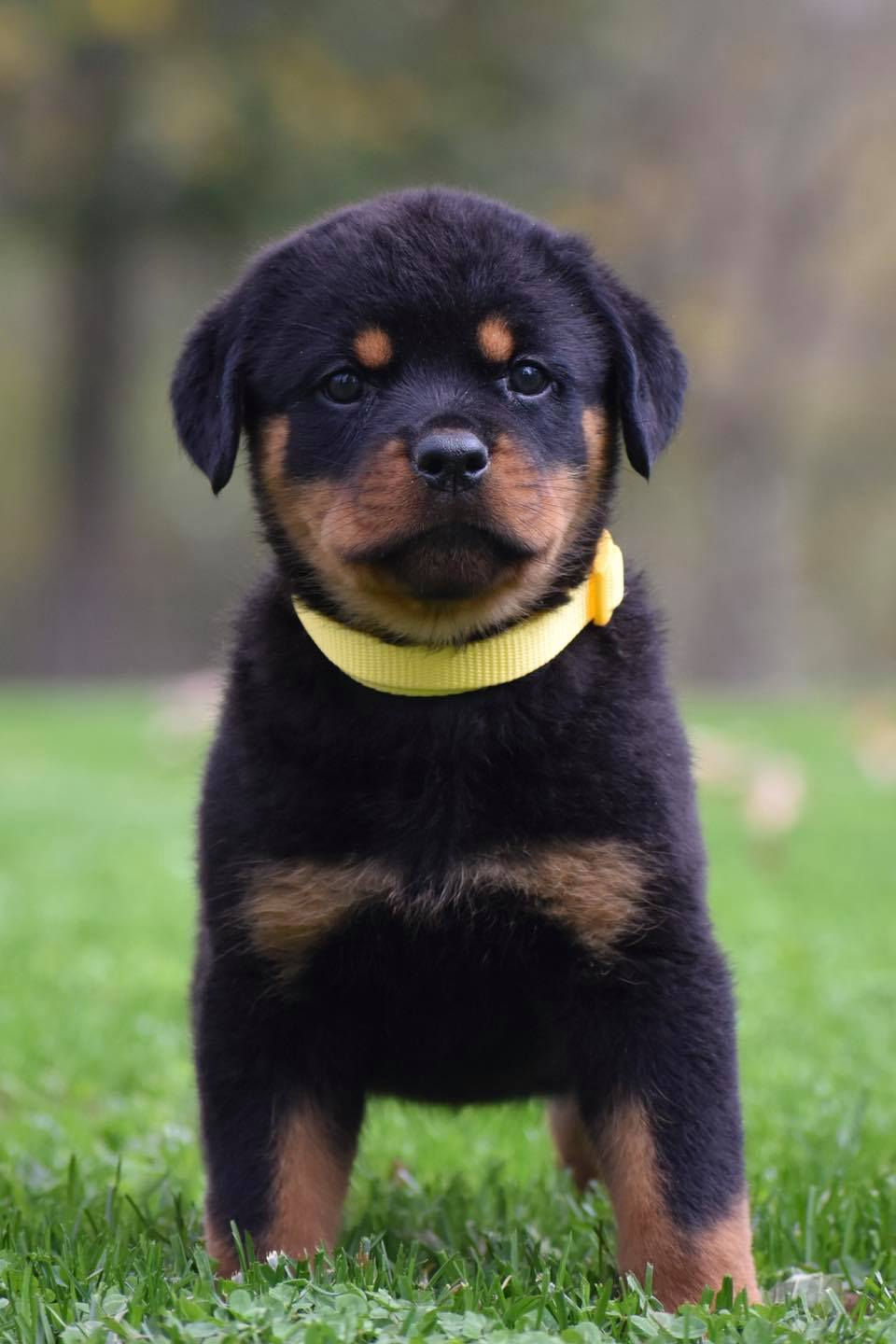 yellow female