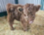 Micro Highland Cows