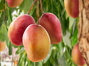 MANGO-EN-ARBOL.jpg