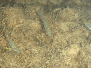 Up a Creek With NOAA Fisheries
