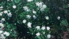 Double Rebates for Beautiful Low-Water Landscapes Until Sept. 30