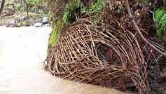 Join Artist Daniel McCormick To Create a Living Sculpture at Adobe Creek