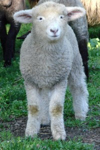 GreenTown Spotlight: Friends of Deer Hollow Farm
