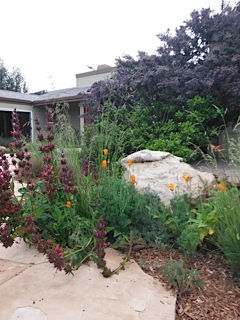 Hummingbird Sage, Poppies & Dark Star Ceanothus.