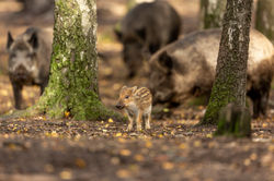 Das Frischling und seine Brüder