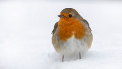 Rotkehlchen im Schnee