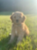 Poppy.jpg