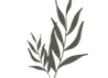 Hojas.png