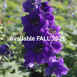 Avail Fall 2026.png