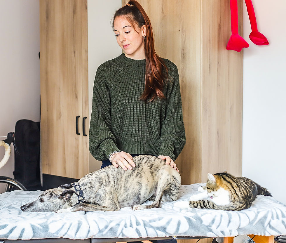 Zoom sur... le Reiki 