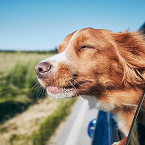 Préparer son animal à un changement grâce à la communication animale 🐾