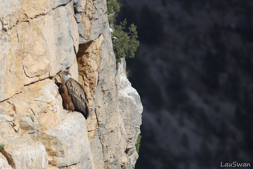 Vautour fauve posé sur la falaise à Rémuzat