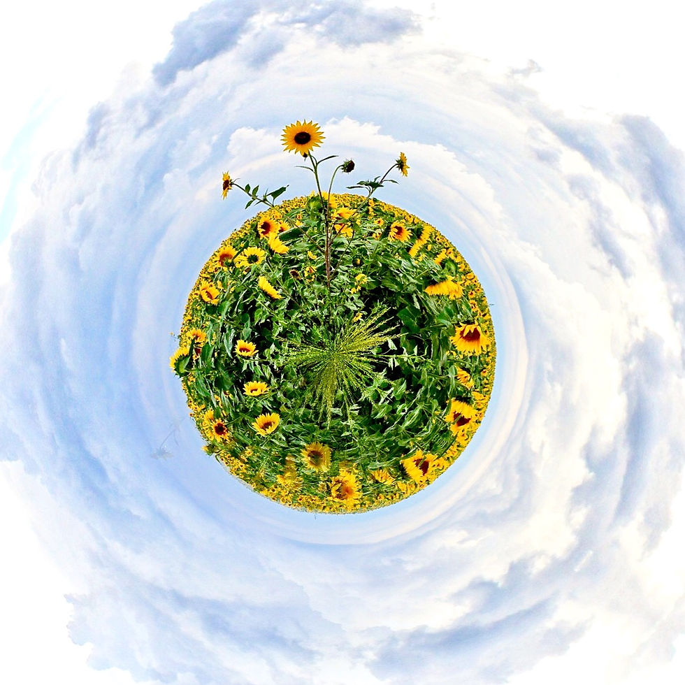 Sunflower Field Spin