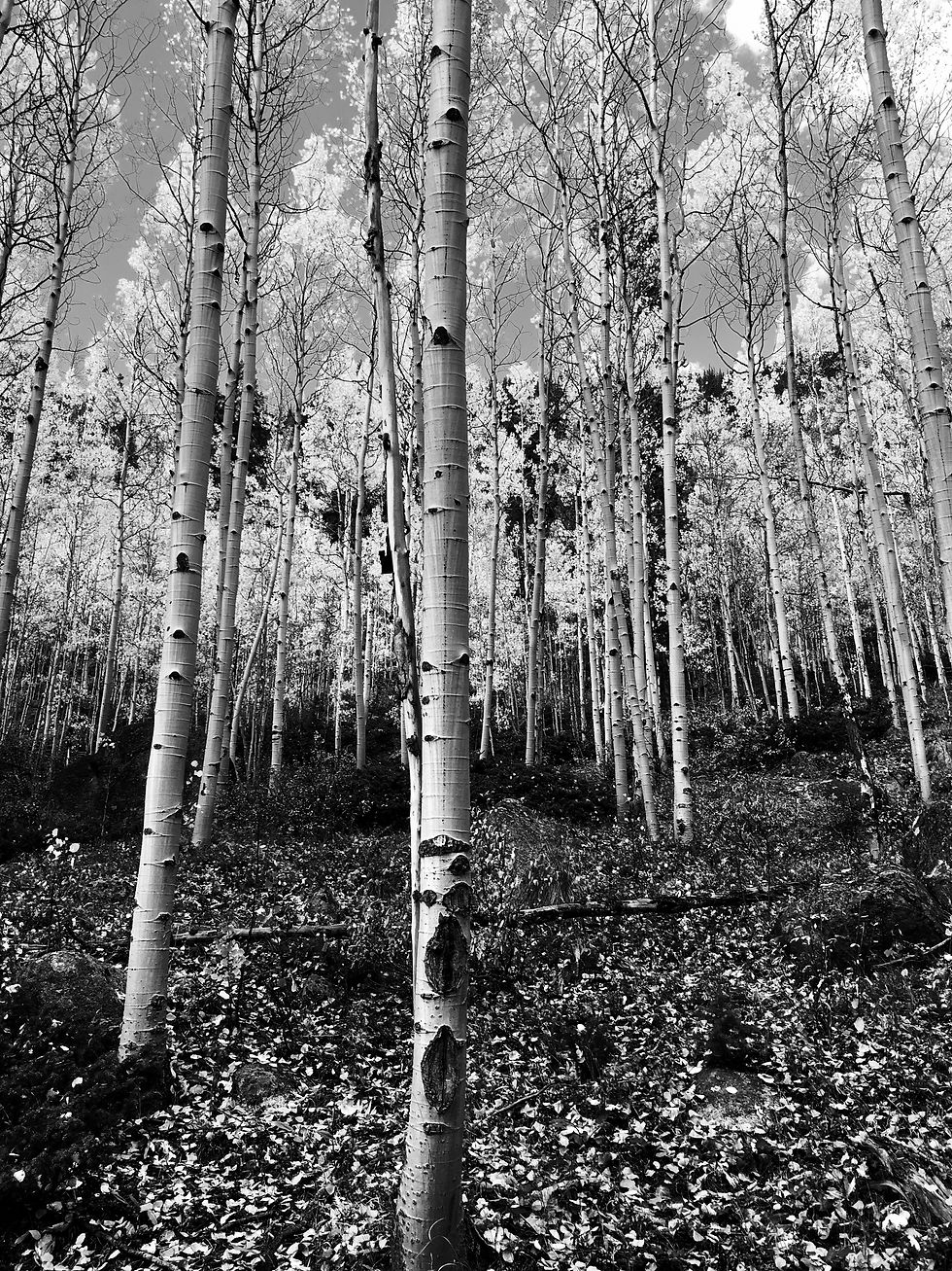 Aspen Glade B&W