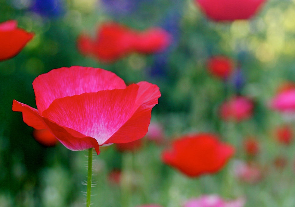 Ruby Tulips