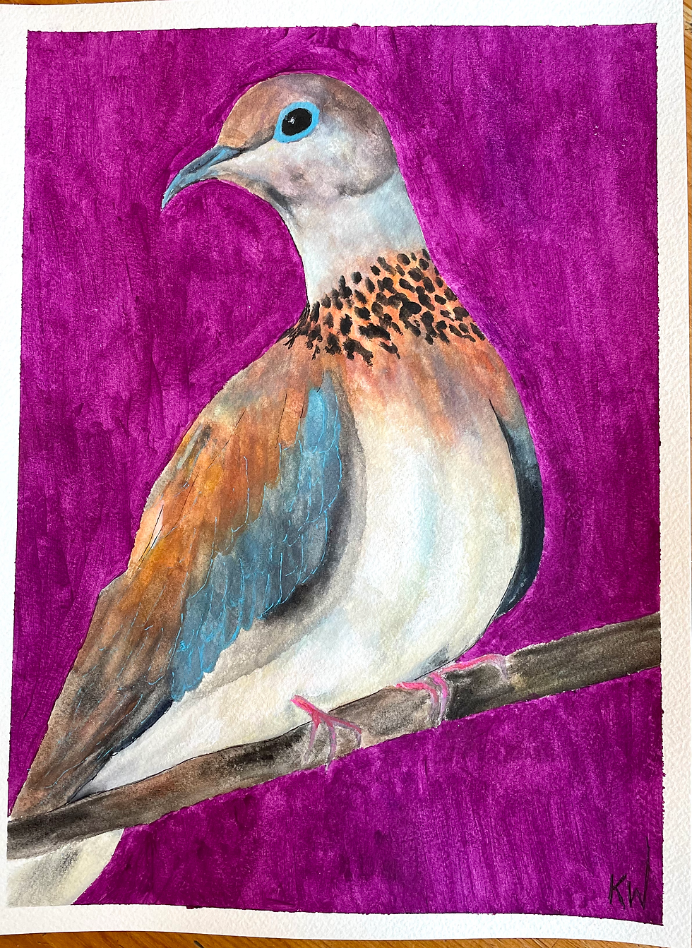 Mourning Dove