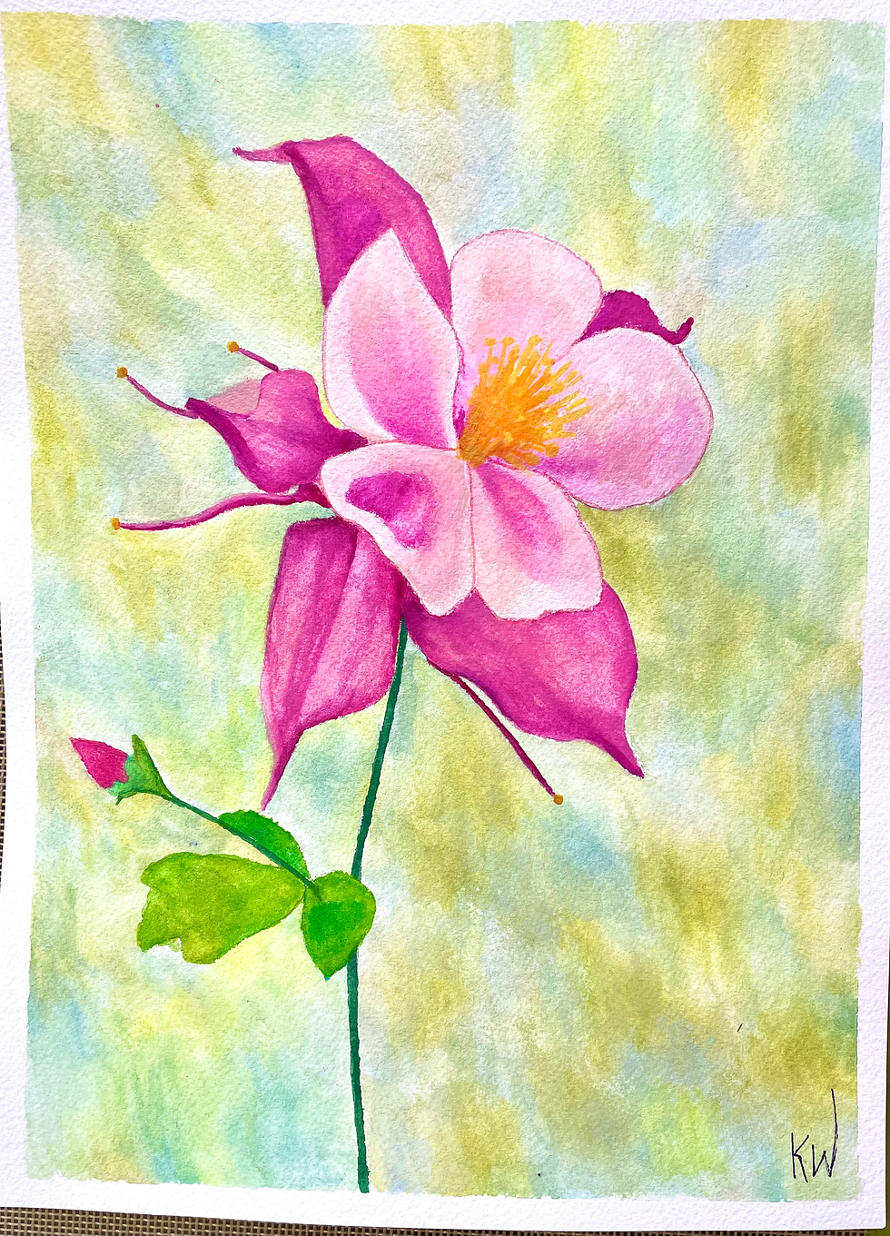 Pink Columbine