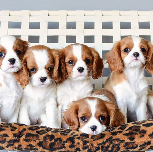Cavalier Breeders In Michigan