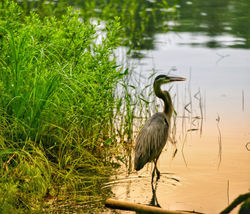 GreatBlueHeron