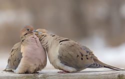 Dove Love