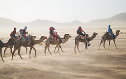 Camel Tour