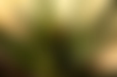 O Mito sobre a Agave