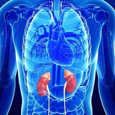 High doses of caffeine during puberty might impair maturation of the adrenal glands.