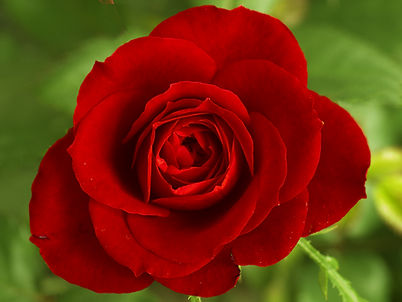 Red-rose U.jpeg