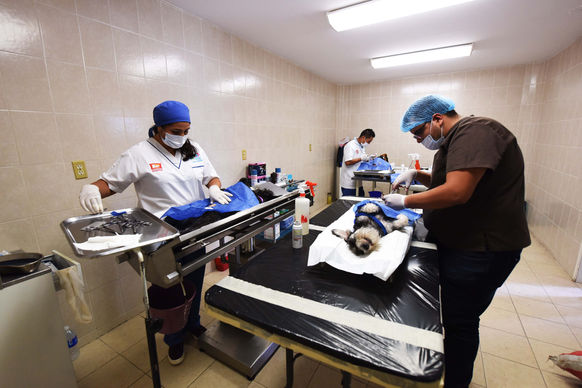 COMIENZA CON ÉXITO
CAMPAÑA DE ESTERILIZACIÓN DE MASCOTAS