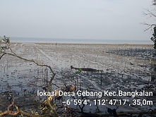 mangrove.jpg