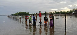 mangrove.jpg