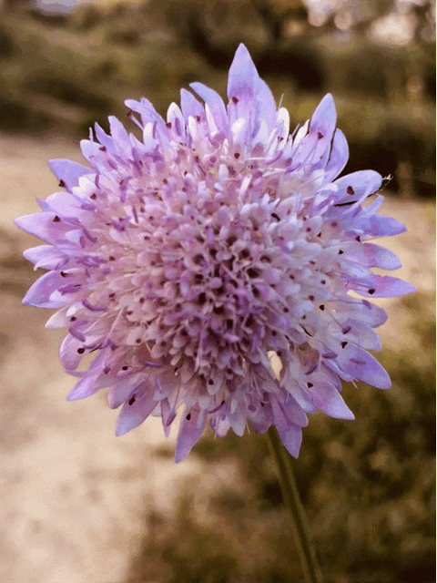 Florecilla.GIF