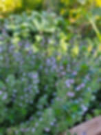 Flowering Thyme