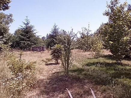 garden.jpg